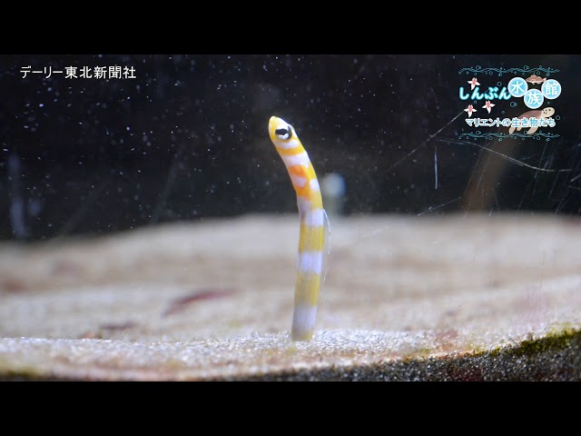 しんぶん水族館（4）「チンアナゴ」 （5）「ニシキアナゴ」（2020/05