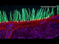 Nikon’s microscopy competition faces scrutiny after winning video is disqualified