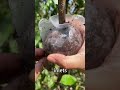 Why farmers are "Bandaging" their trees?