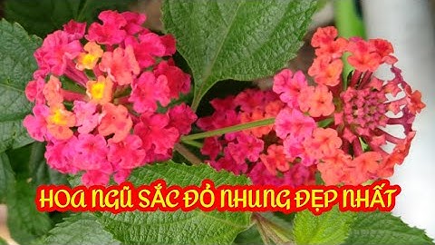 HOA NGŨ SẮC ĐỎ NHUNG ĐẸP NHẤT@TRUNGNGUSACVlogs