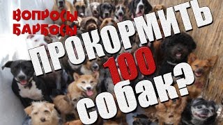 Как прокормить больше 100 собак?