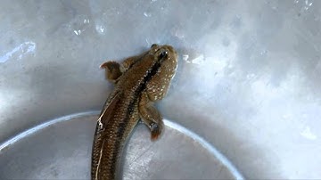 Cận cảnh cá thòi lòi biển - Bắt cá thòi lòi