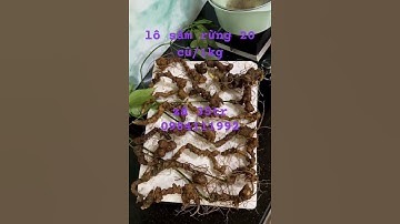 20 củ /1 kg sâm rừng hàng già đẹp bao kiểm định mọi viện dược liệu #sâm_lai_châu_rừng #sâm_ngọc_linh