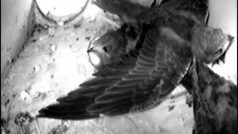 kast 1: klapperen maar ... 26-6-2012