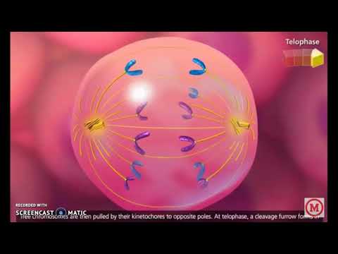 Video: Forskellen Mellem Kræftcellecyklus Og Normal Cellecyklus