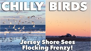 Sea Gulls GO WILD In Winter at the Jersey Shore!