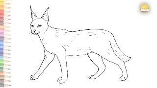 caracal drawing