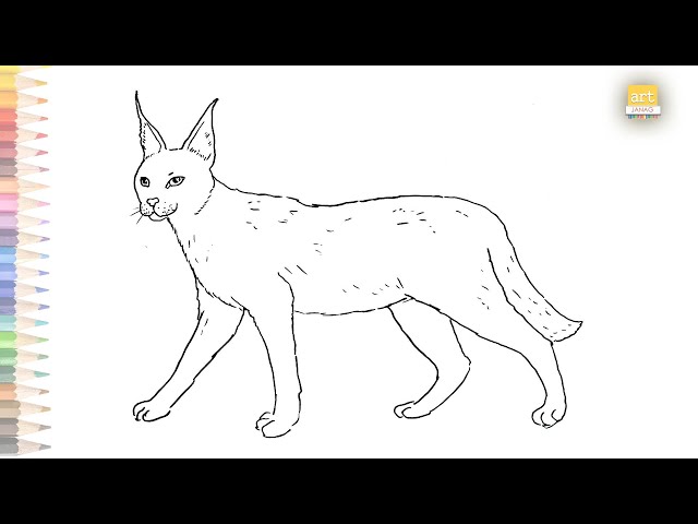 caracal drawing