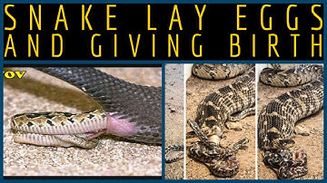 Snake Lay Eggs And Giving Birth|Snakes Video| Snake Laying Babies| World