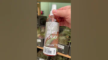 Тилландсия атмосферная🌿