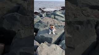 Spending The Day With My Cavalier King Charles Spaniel.