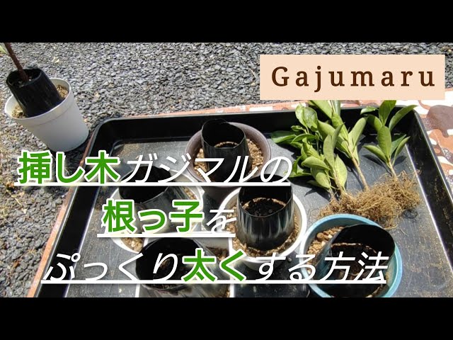 観葉植物】挿し木ガジュマルの根っ子をぷっくり太くする方法。 - YouTube