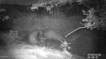 Trailer : The Badger Hole