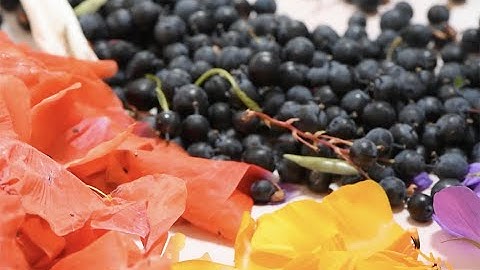 Making Anthotypes - Niamh Fahy