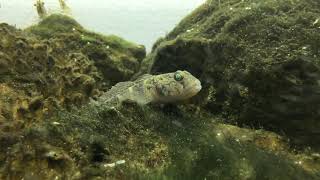 Лиман в аквариуме (бычки )/Estuary in the aquarium (gobies)