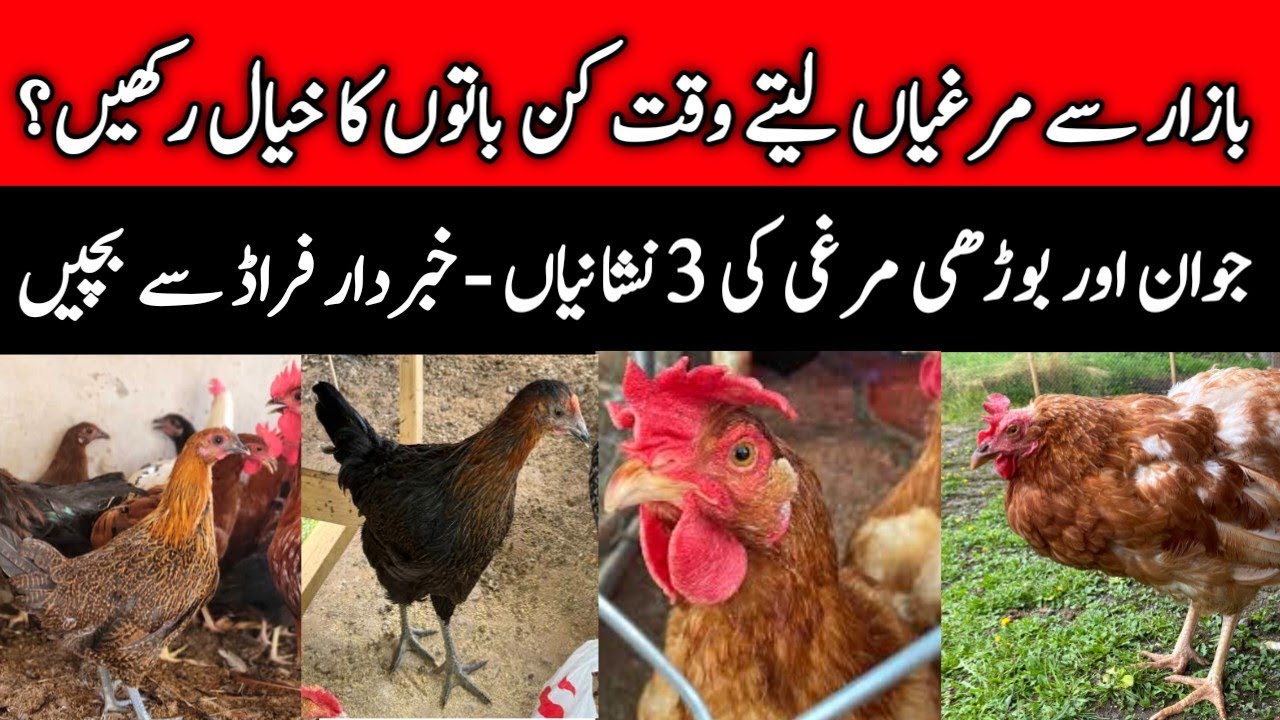 Jawan Aur Burhi Murgi Ki Pechan | Anda Deny Wali Murgi Ki Nishani | Mini Zoo Birds 