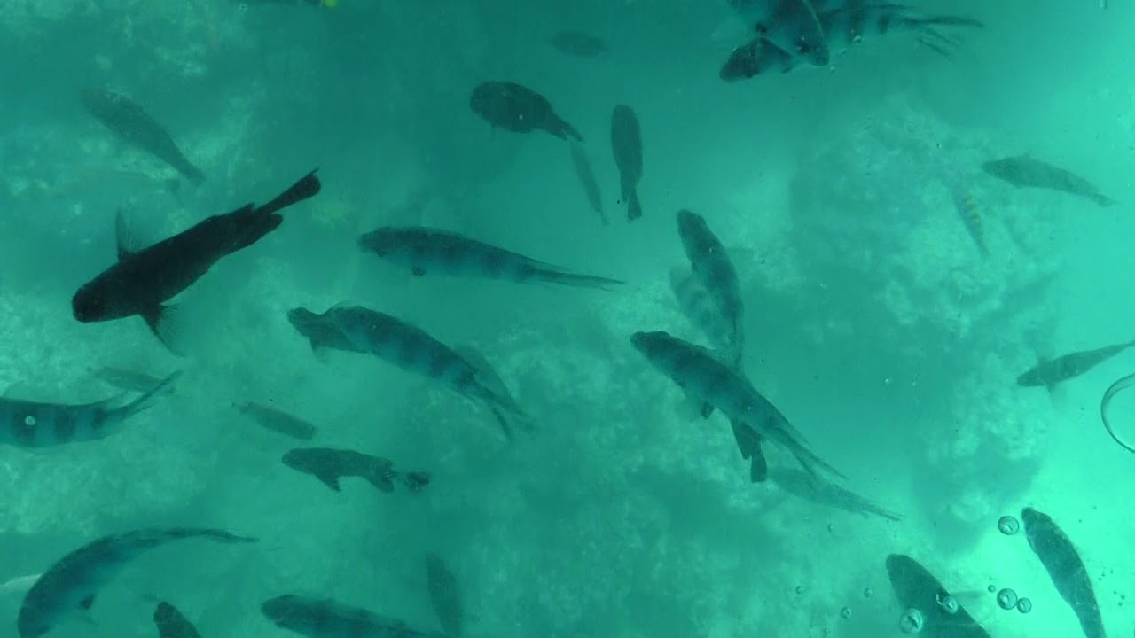 Bora Bora Glass Bottom Boat Tour 8 Regent Cruise 4 Jan 2020