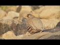 Sand Partridge קורא