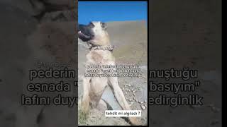 İt Tehdi̇t Mi̇ Algiladi