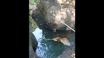 Uhuy babonya kena!! Mancing ikan wader teknik pelampung spot pegunungan tak terjamah mantab 3