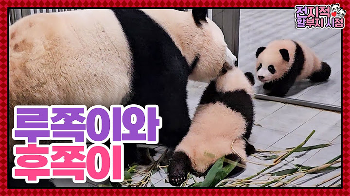 (SUB) Mommy Panda Is Busy Raising Reckless Twin Pandas 🐼│Panda World