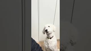 Haroo야 산책가자!#강아지 #반려견 #반려견일상 #반려견동반  #강아지 #반려견 #강아지브이로그