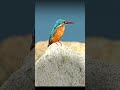 My Photography | King Fisher Short | #BirdsIndia #IndianBirds Photography
