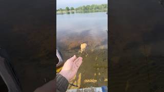 #shortvideo #shorts уклійка під берегом