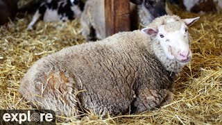 Sheep Barn Cam at Farm Sanctuary powered by EXPLORE.org