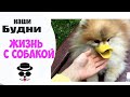 Намордник на любителя | Жизнь с Собакой