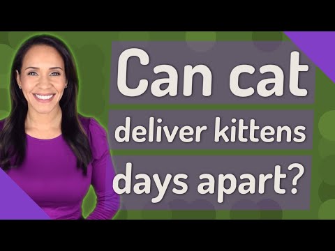 Video: Kommer min katt att pressa sina kattungar?