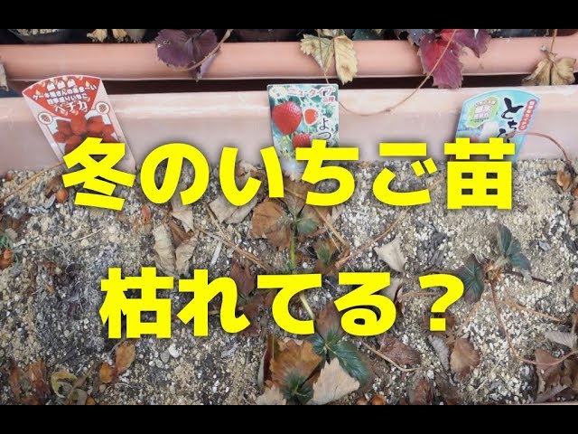 屋外で越冬中のいちご苗が枯れてる疑惑 Youtube