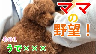 愛犬トイプードルに対するママのちっちゃな野望！ができた！！その１