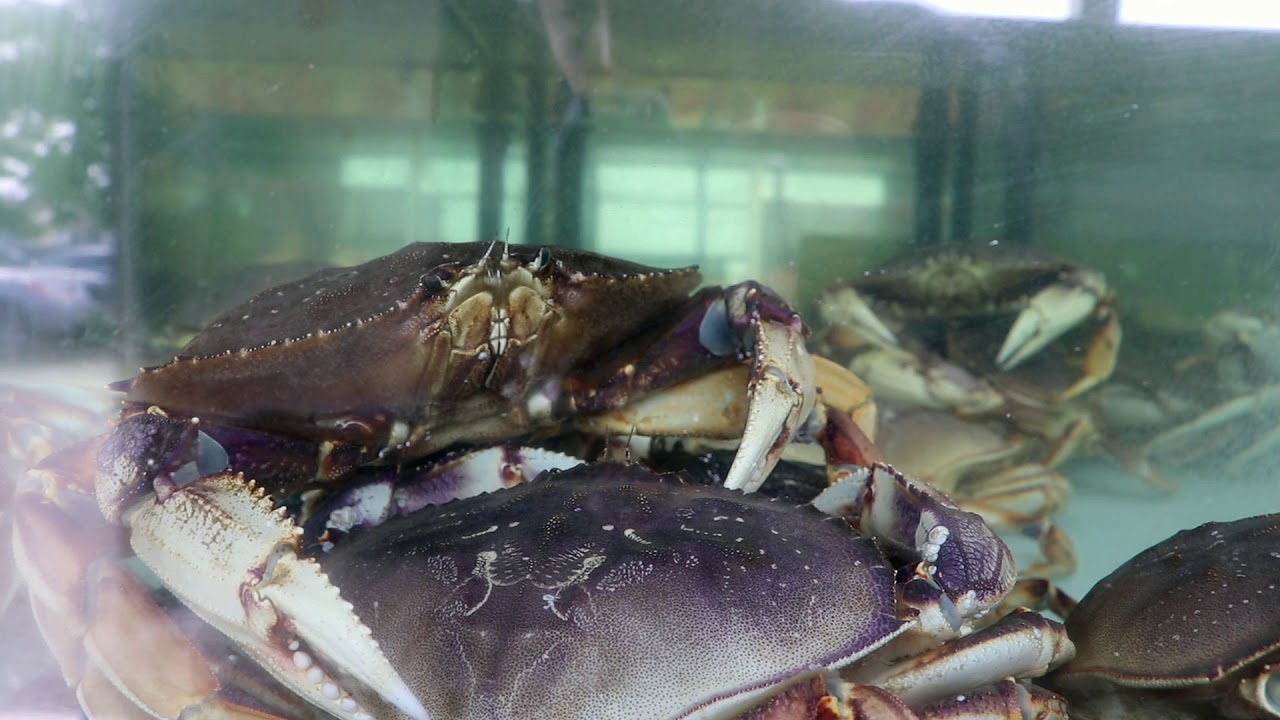 "The Story of Kuzma's Fish Market" YouTube