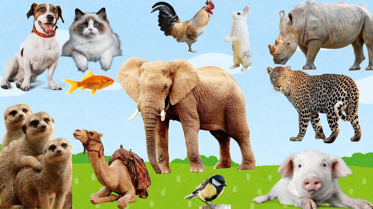 Animals | Animal sounds | Animal videos - YouTube