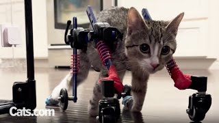 Determined Kitty Doesn't Let Paralysis Get In Her Way | The Cat Chronicles