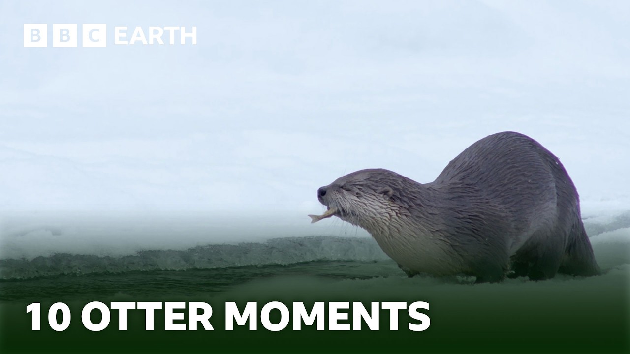 10 Incredible Otter Moments