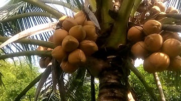 Cách phân biệt dừa malai và dừa xiêm đỏ bến tre