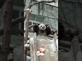 #panda #cute #animals #funny