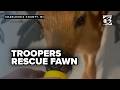 Fawn rescued by police at Michigan crash site in May is now 'thriving,' will return to wild soon