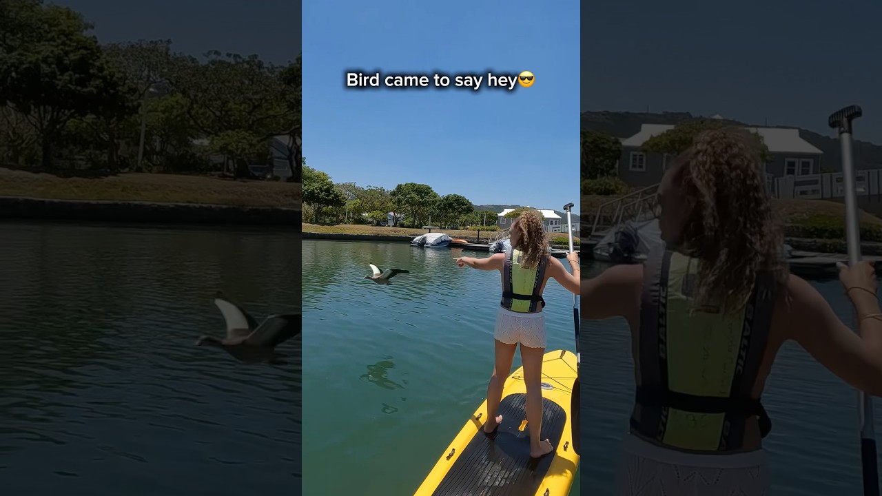 Это ваш знак, чтобы попробовать сапсерфинг в Книсне 🛶 