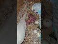 Albino budgie hatching eggs🐣 #birds #shorts