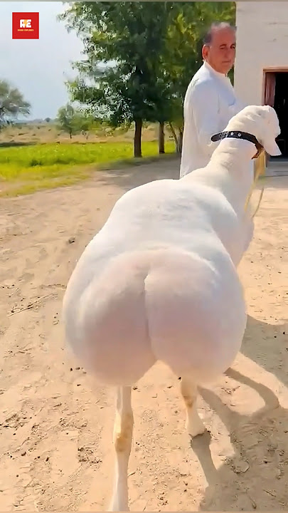 Why Is Dumba meat popular😲