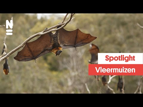 Video: Hoeveel vlermuise is in Borneo Deer Cave?