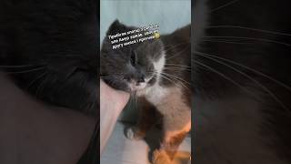Дочекалась свого рахат-лукума крикливого😅 #village #милота #cat #село #animals #funny #pets #cute