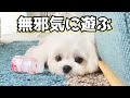 なんでもおもちゃにして遊ぶ犬の可愛さを堪能する動画【マルチーズ】