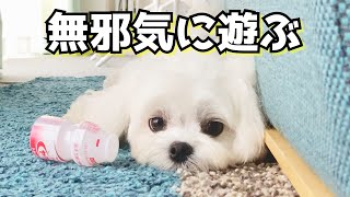 なんでもおもちゃにして遊ぶ犬の可愛さを堪能する動画【マルチーズ】