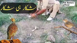 Teetar Ka Shikar In Stan Birds Trap In Stan Pak Hunturz Offcial