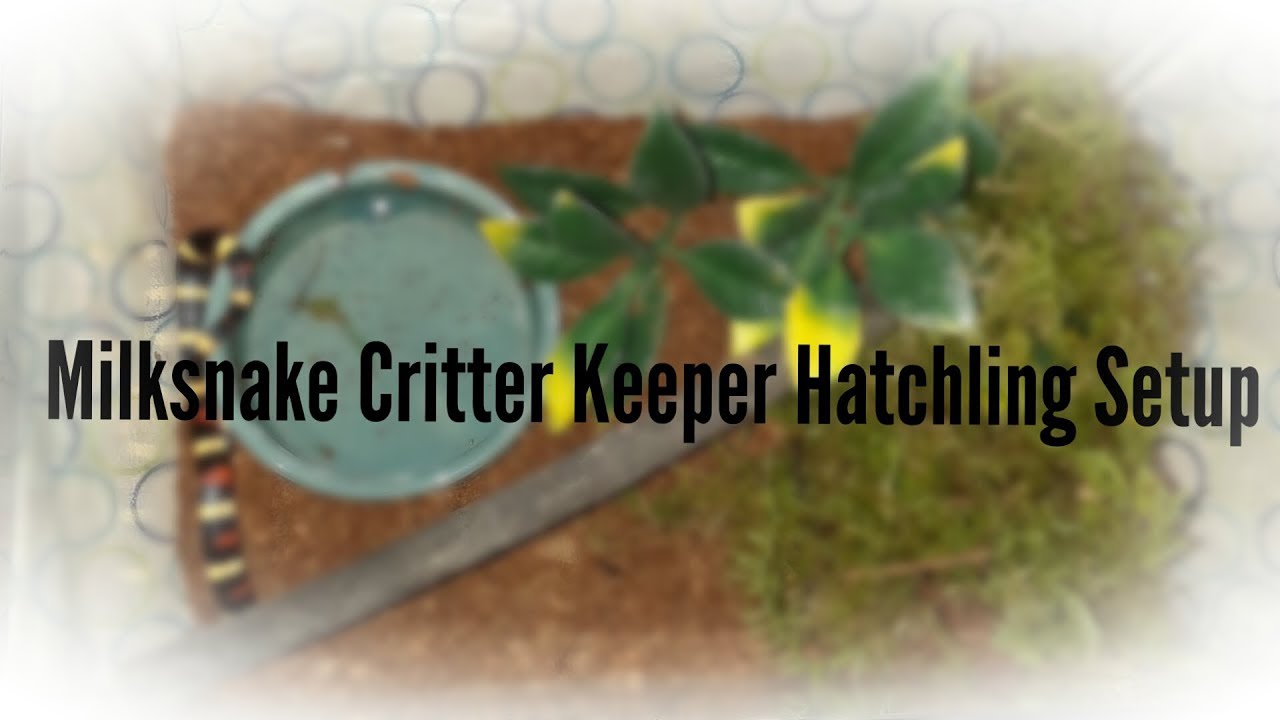 critter keeper petsmart Setting Up A Hatchling/Young Milksnake/Kingsnake Critter Keeper.