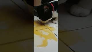 He Broke The Egg Just To Leak It! #trending  #cats #pets by Tommy&Barbie Cat Channel 43 views 10 months ago 1 minute, 6 seconds